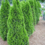 Emerald Green Arborvitae Menards Rebate