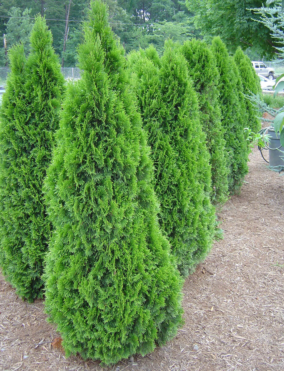 Emerald Green Arborvitae Menards Rebate